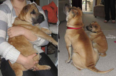 Chinese Shar Pei Pictures - Alfie