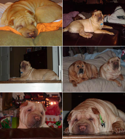 Chinese Shar Pei Pictures - Annabelle