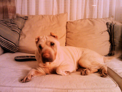 Chinese Shar Pei Pictures - Bella