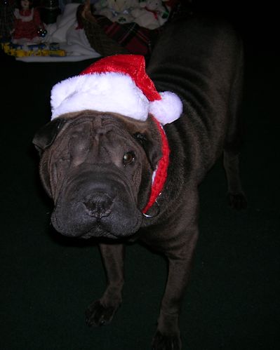 Shar-Pei Picture - Bindi