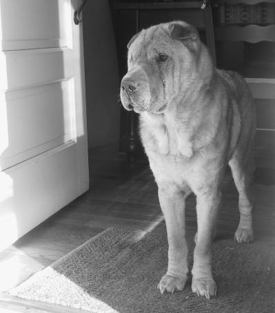 Chinese Shar Pei Pictures - BooBoo