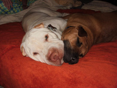 Chinese Shar Pei Pictures - Katie and Brutus
