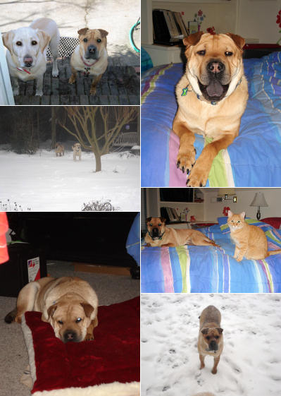 Chinese Shar Pei Pictures - Bucky