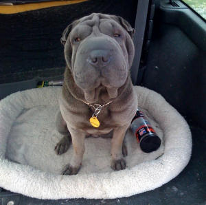 Chinese Shar Pei Pictures - Emmy