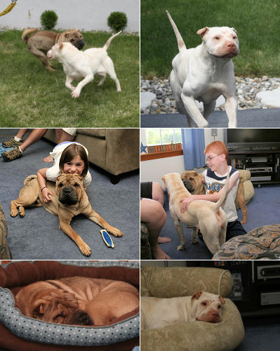Chinese Shar Pei Pictures - Jackie and Tikki