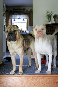 Chinese SharPei Pictures - Jackie and Tikki