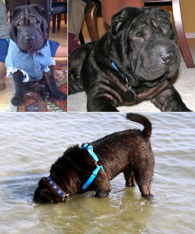 Chinese Shar Pei Pictures - Kato