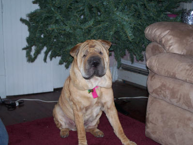 Chinese Shar Pei Pictures - Leilah