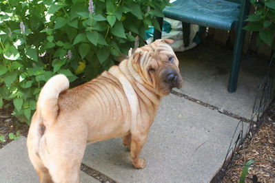 Shar-Pei Picture - Lilly Rose