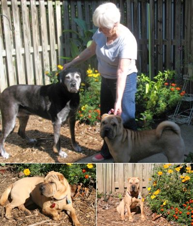 Shar-Pei Picture - Lilly Rose