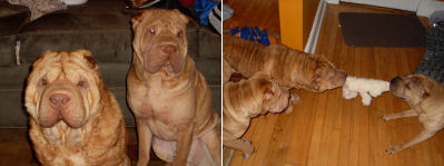 Chinese Shar Pei Pictures - Miles