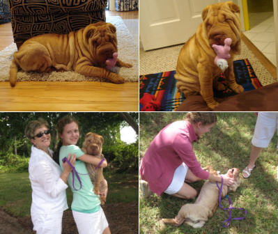 Chinese Shar Pei Pictures - Mini