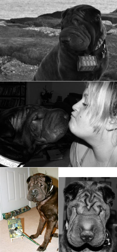 Chinese Shar Pei Pictures - Qi