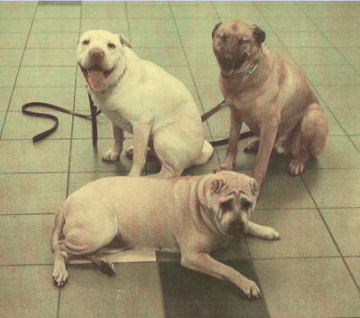 Chinese Shar Pei Pictures - Sandy, Rusty and Harley