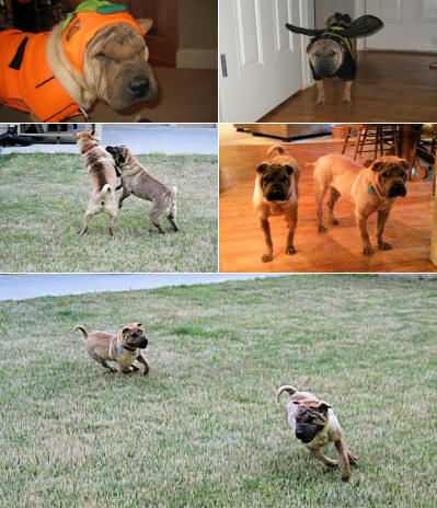 Chinese Shar Pei Pictures - Shep and Shea