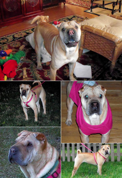 Chinese Shar Pei Pictures - Sophia