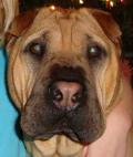 Shar-Pei Rescue