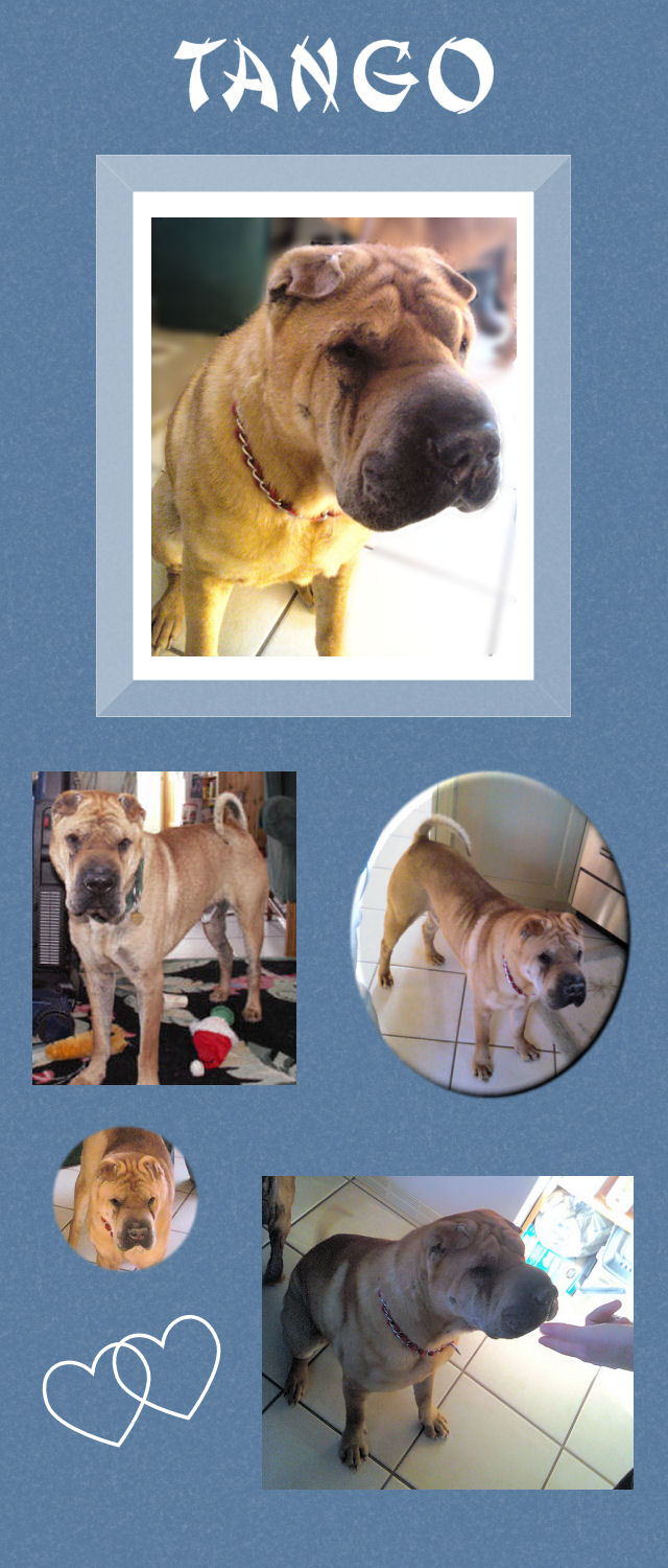 Tango - Male Shar-Pei