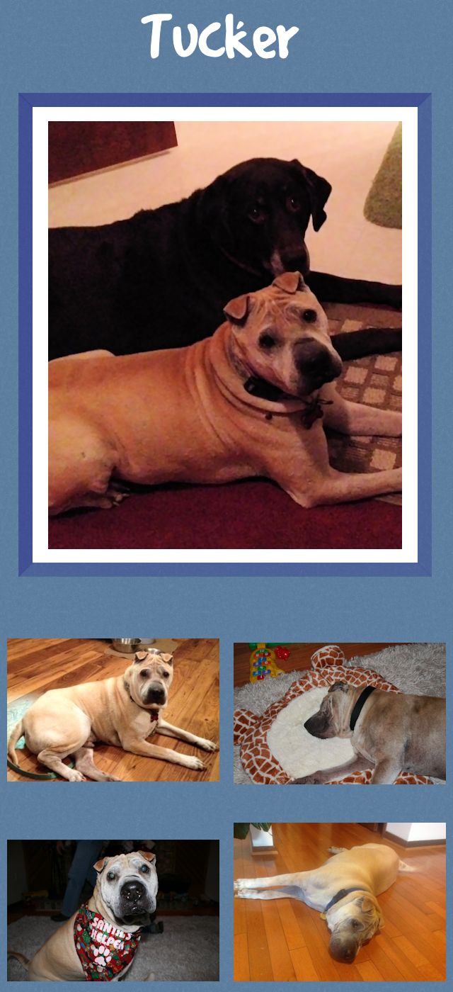 Chinese Shar-Pei - Tucker
