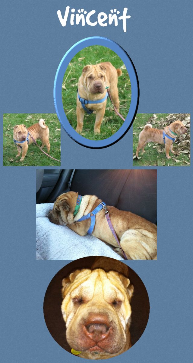 Chinese Shar-Pei - Vincent