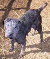 Chinese Shar-Pei