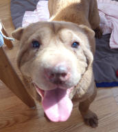 Feature SharPei-Autumn