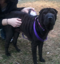 Female Chinese Shar-Pei - Baby Girl