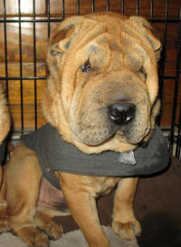 Chinese Shar-Pei - Bam