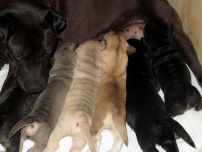 Bea and Pups Day 11