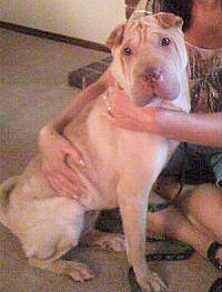 Chinese Shar-Pei - BrookLynn