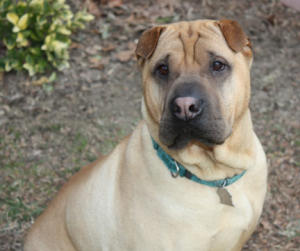 Chinese Shar-Pei Bubba