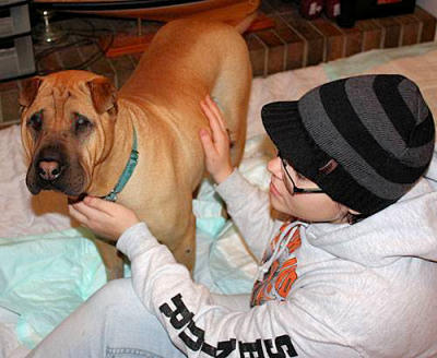 Bubba - Injured Shar-Pei