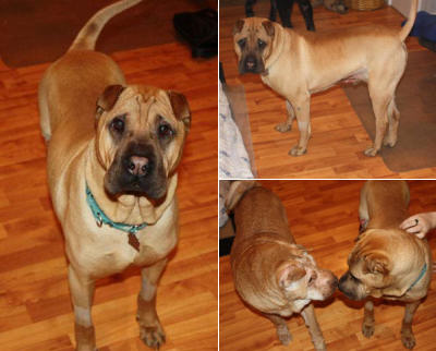 Bubba - Injured Shar-Pei