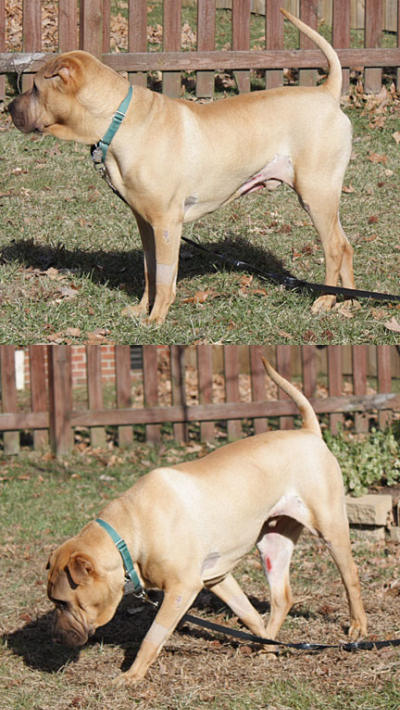 Bubba - Injured Shar-Pei