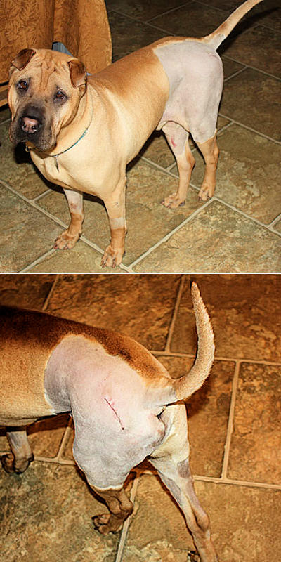 Bubba - Injured Shar-Pei