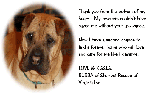Bubba - Injured Shar-Pei