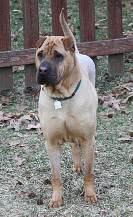 Bubba - Injured Shar-Pei