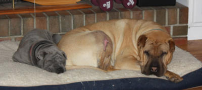 Bubba - Injured Shar-Pei