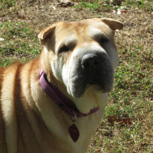 Chinese Shar-Pei - Candy