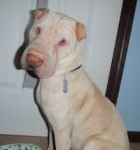Chinese Shar-Pei Cezar