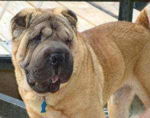 Chinese Shar-Pei - Champ