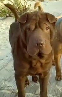 Female Chinese Shar-Pei - Cinnamon