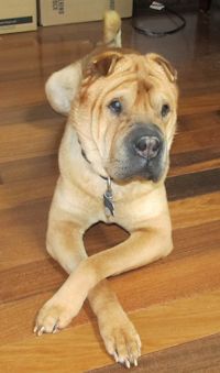 Chinese Shar-Pei - Cody