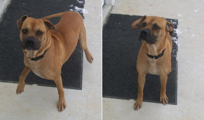 Shar-Pei Mix