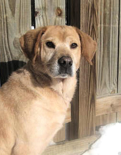 Shar-Pei Mix Charlie
