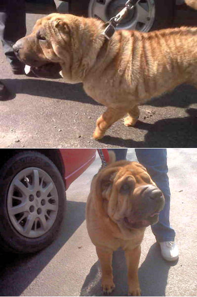 Shar-Pei Chloe and Mishu