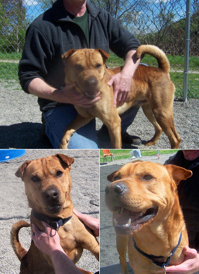 Shar-Pei Mix Harley