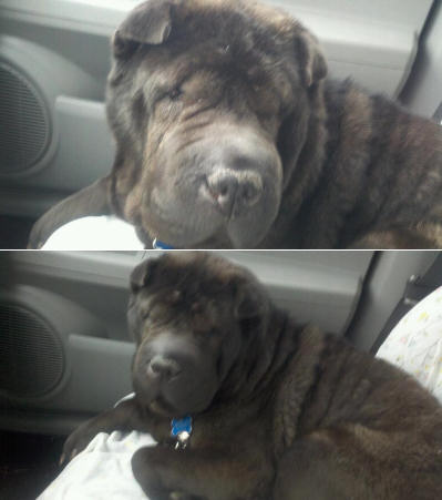 Shar-Pei Jasmine