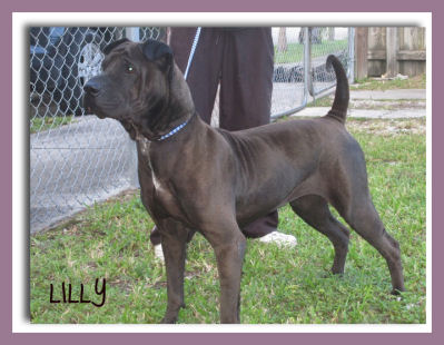 Lilly
