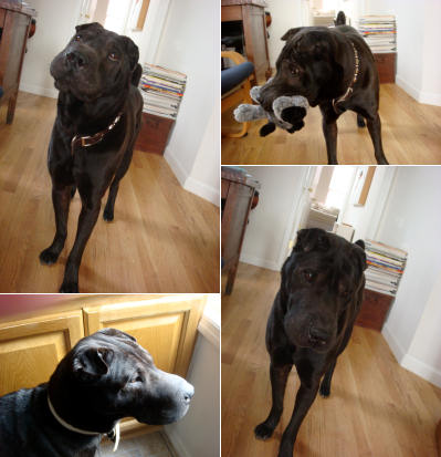 Shar-Pei Maximo